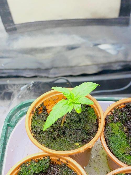 S O U R  S T O M P E R Auto. Week 2 - Day 8