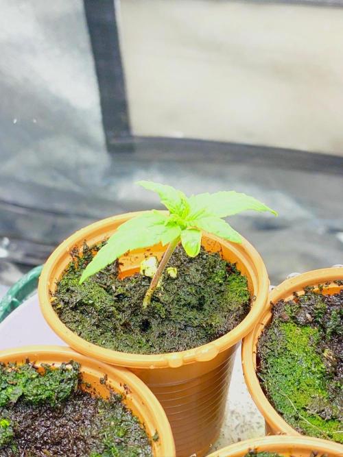 S O U R  S T O M P E R Auto. Week 2 - Day 8