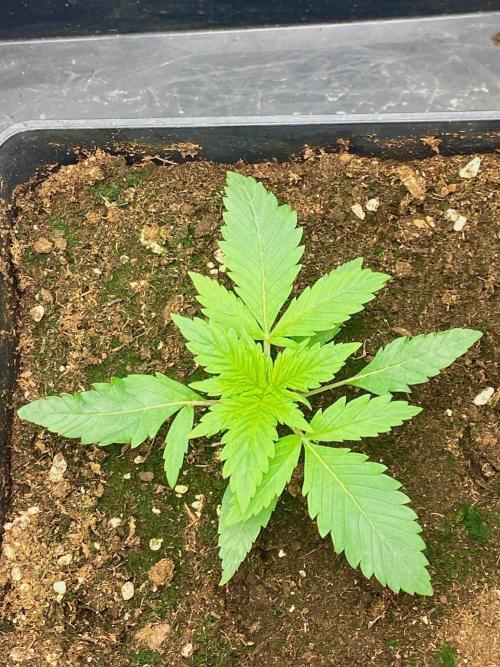 S O U R  S T O M P E R Auto. Week 3 - Day 15