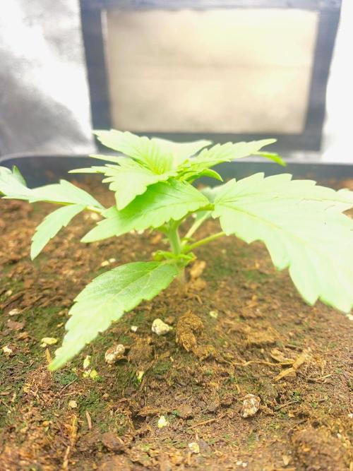 S O U R  S T O M P E R Auto. Week 3 - Day 15