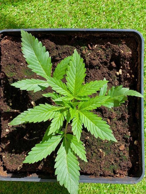 S O U R  S T O M P E R Auto. Week 3 - Day 17