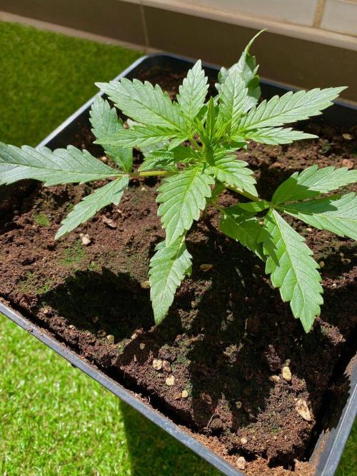 S O U R  S T O M P E R Auto. Week 3 - Day 17