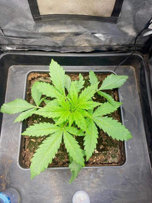 S O U R  S T O M P E R Auto. Week 3 - Day 19