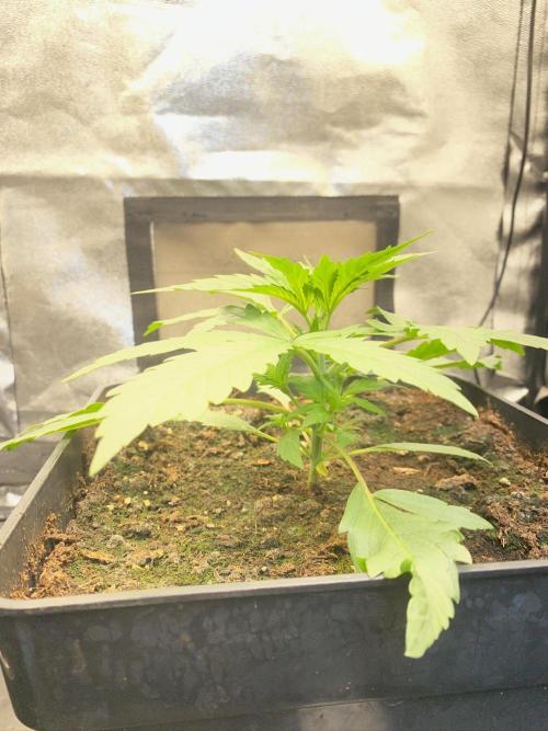 S O U R  S T O M P E R Auto. Week 3 - Day 19