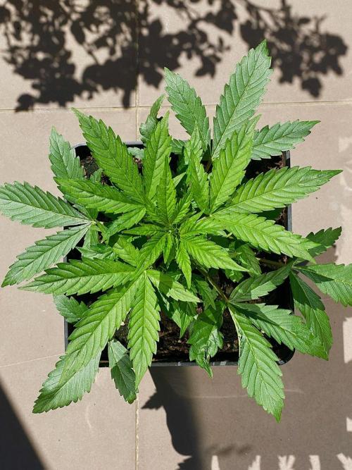 S O U R  S T O M P E R Auto. Week 4 - Day 22