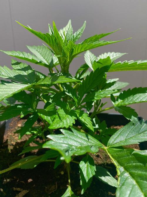 S O U R  S T O M P E R Auto. Week 4 - Day 22