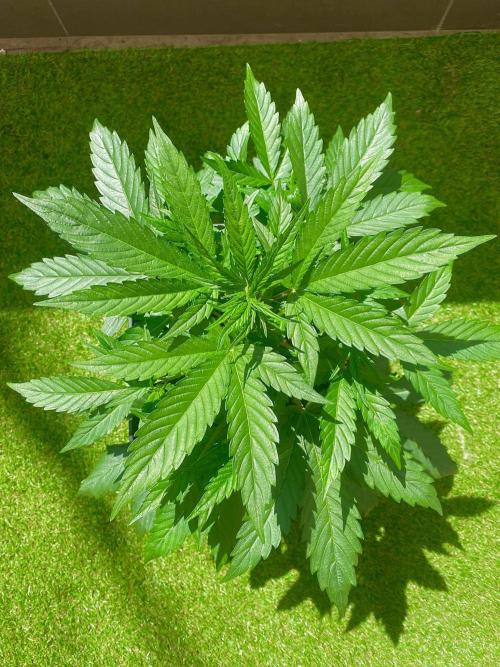 S O U R  S T O M P E R Auto. Week 4 - Day 25