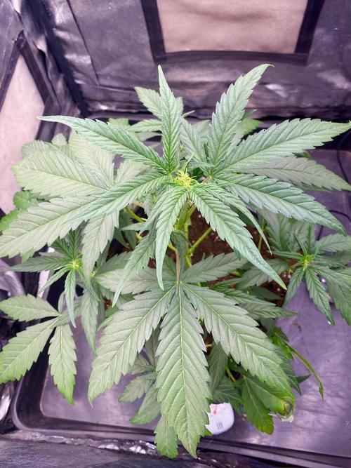 S O U R  S T O M P E R Auto. Week 4 - Day 28