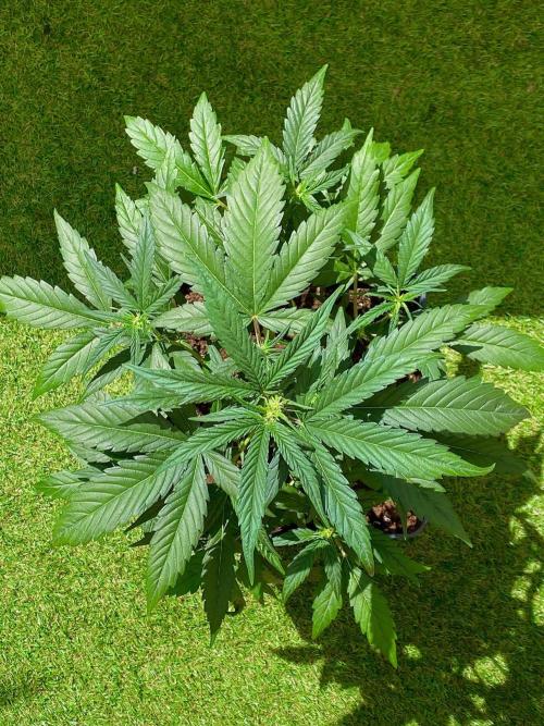 S O U R  S T O M P E R Auto. Week 4 - Day 28