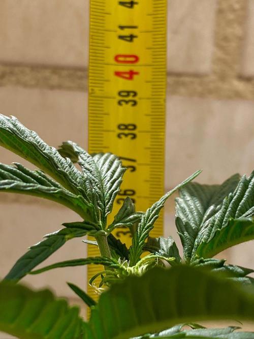 S O U R  S T O M P E R Auto. Week 4 - Day 28