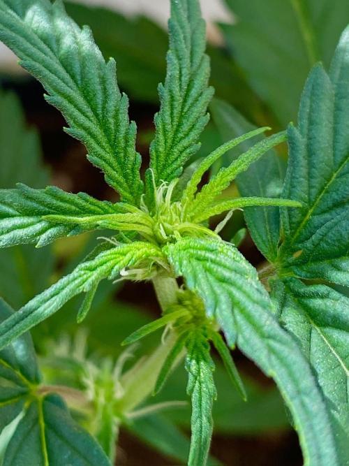 S O U R  S T O M P E R Auto. Week 4 - Day 28