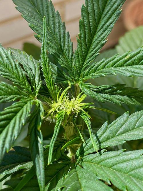 S O U R  S T O M P E R Auto. Week 4 - Day 28