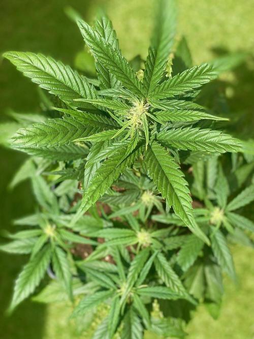 S O U R  S T O M P E R Auto. Week 5 - Day 33