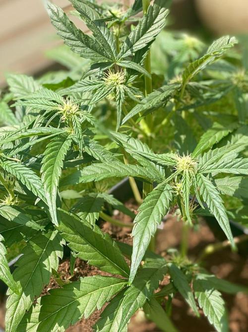 S O U R  S T O M P E R Auto. Week 5 - Day 33