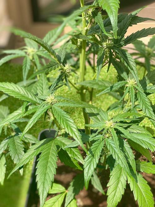 S O U R  S T O M P E R Auto. Week 5 - Day 33