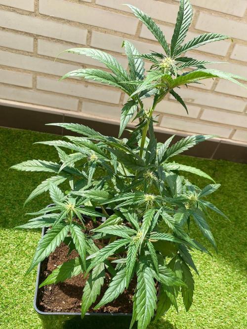 S O U R  S T O M P E R Auto. Week 5 - Day 33
