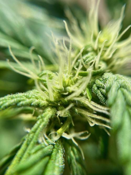 S O U R  S T O M P E R Auto. Week 5 - Day 33