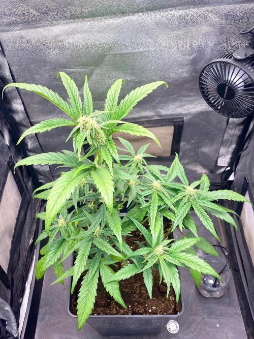 S O U R  S T O M P E R Auto. Week 5 - Day 35