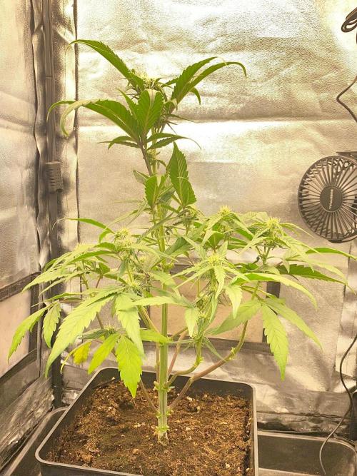 S O U R  S T O M P E R Auto. Week 5 - Day 35