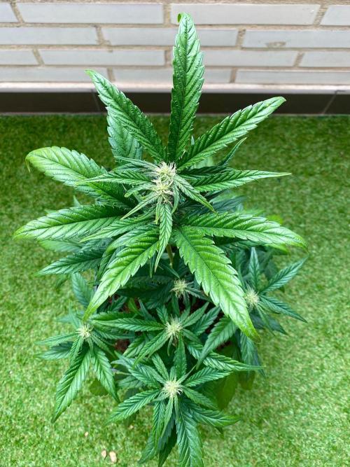 S O U R  S T O M P E R Auto. Week 5 - Day 35