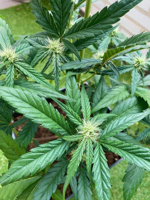 S O U R  S T O M P E R Auto. Week 5 - Day 35