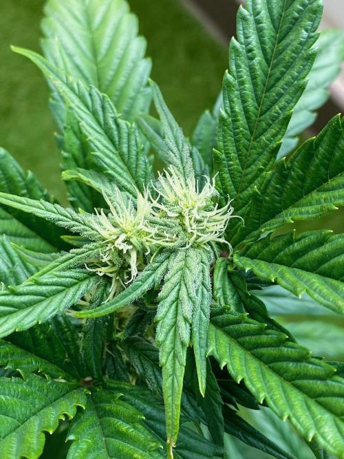 S O U R  S T O M P E R Auto. Week 5 - Day 35