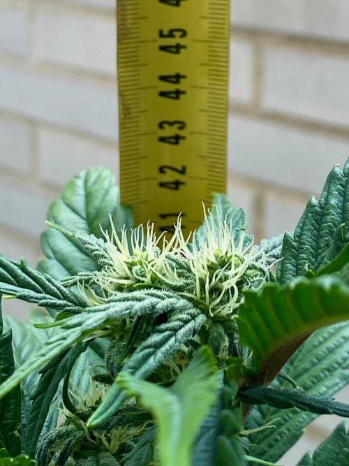 S O U R  S T O M P E R Auto. Week 5 - Day 35