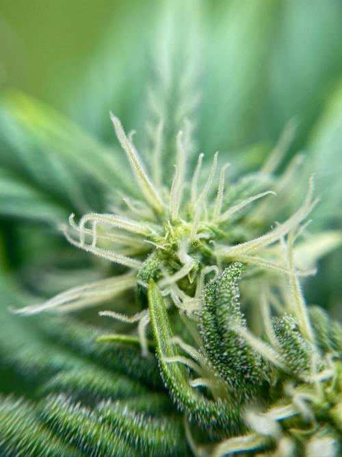 S O U R  S T O M P E R Auto. Week 5 - Day 35