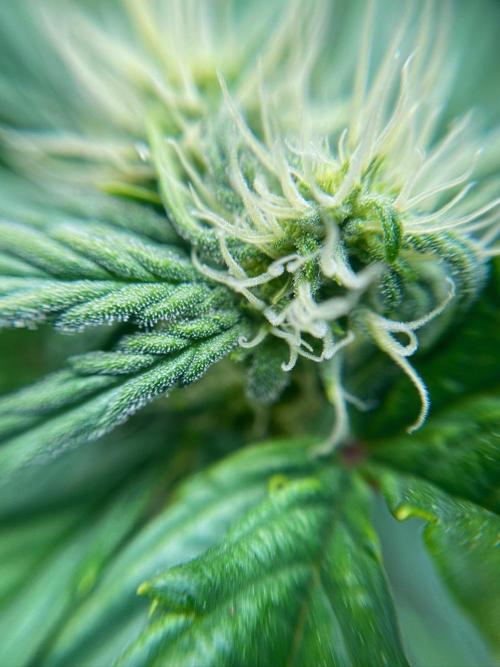 S O U R  S T O M P E R Auto. Week 5 - Day 35