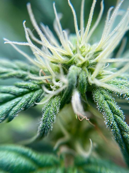 S O U R  S T O M P E R Auto. Week 5 - Day 35