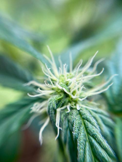 S O U R  S T O M P E R Auto. Week 5 - Day 35