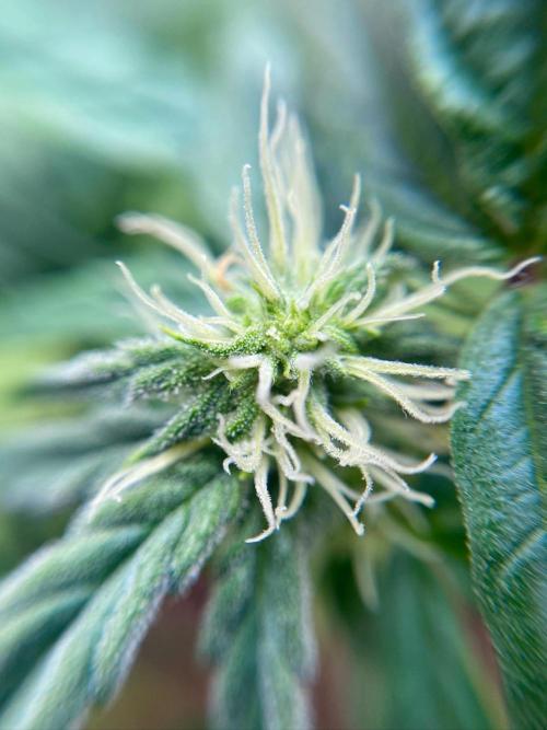 S O U R  S T O M P E R Auto. Week 5 - Day 35