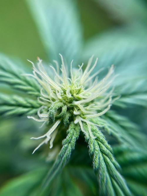 S O U R  S T O M P E R Auto. Week 5 - Day 35