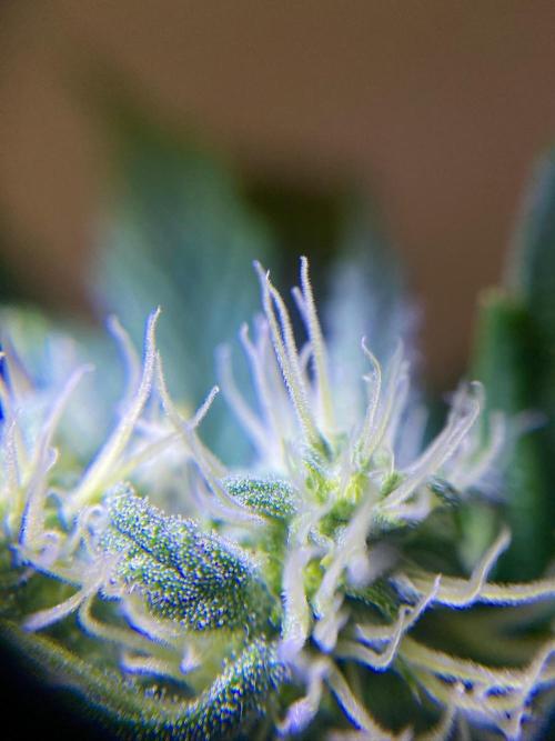 S O U R  S T O M P E R Auto. Week 5 - Day 35