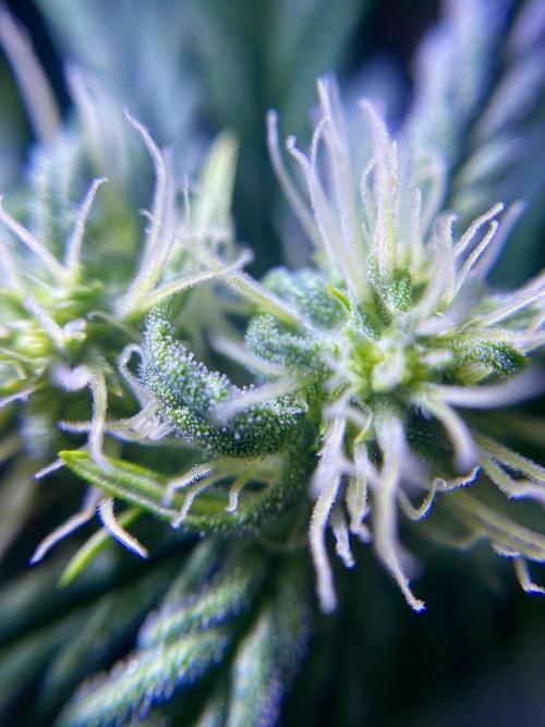 S O U R  S T O M P E R Auto. Week 5 - Day 35