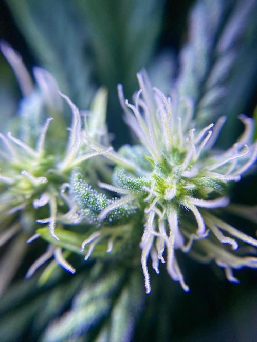 S O U R  S T O M P E R Auto. Week 5 - Day 35