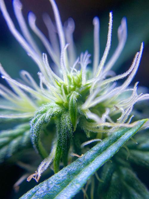 S O U R  S T O M P E R Auto. Week 5 - Day 35