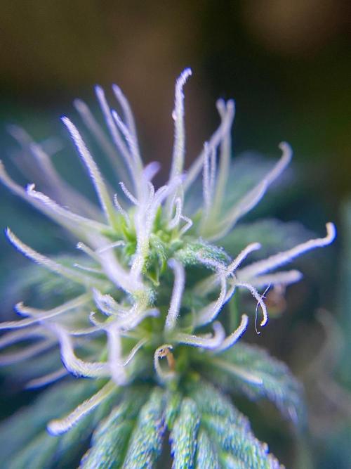 S O U R  S T O M P E R Auto. Week 5 - Day 35