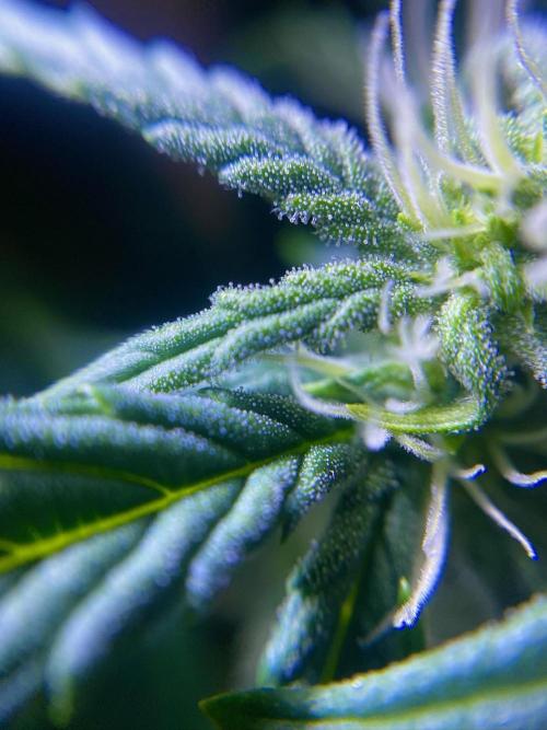 S O U R  S T O M P E R Auto. Week 5 - Day 35