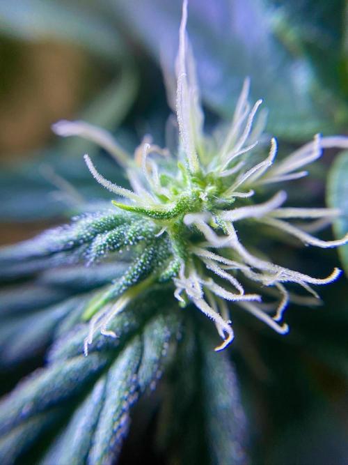 S O U R  S T O M P E R Auto. Week 5 - Day 35