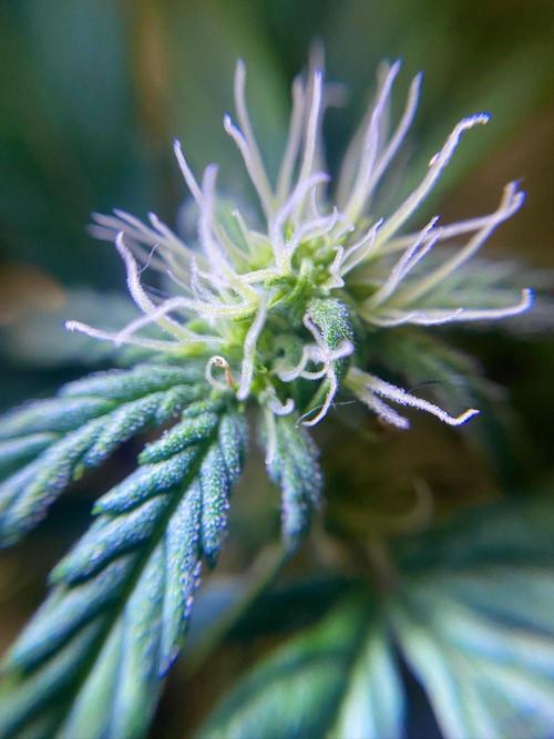 S O U R  S T O M P E R Auto. Week 5 - Day 35