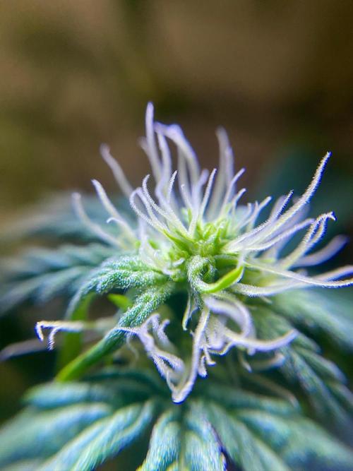S O U R  S T O M P E R Auto. Week 5 - Day 35