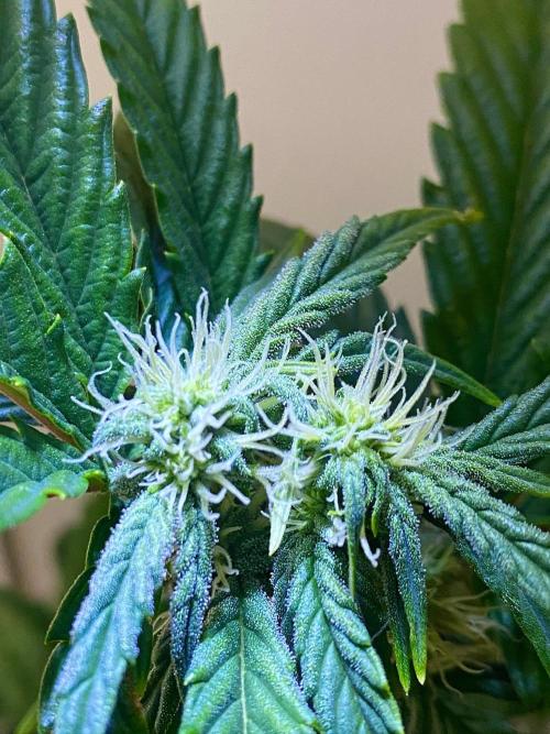 S O U R  S T O M P E R Auto. Week 5 - Day 35