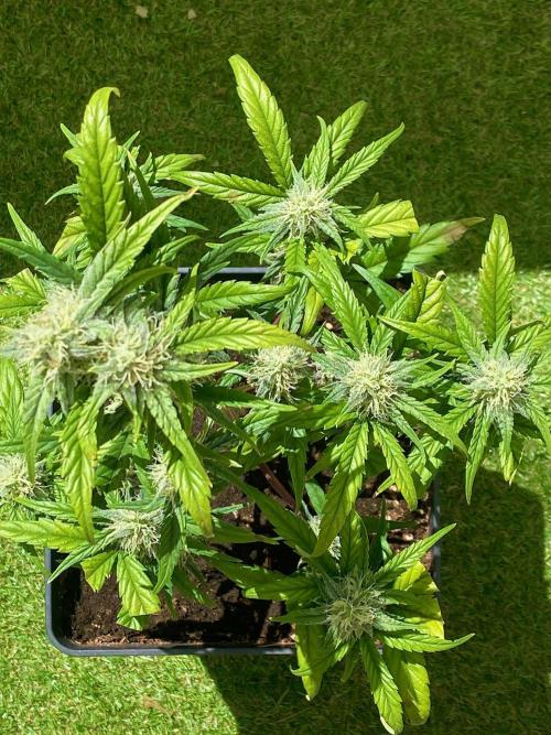 S O U R  S T O M P E R Auto. Week 6 - Day 42