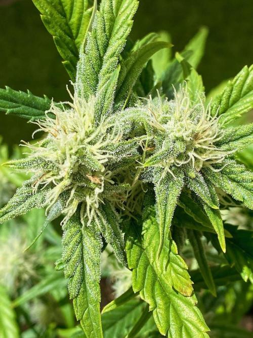 S O U R  S T O M P E R Auto. Week 6 - Day 42