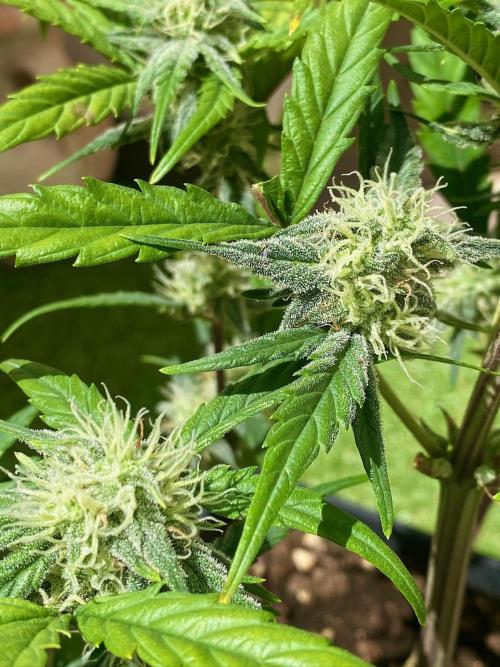 S O U R  S T O M P E R Auto. Week 6 - Day 42