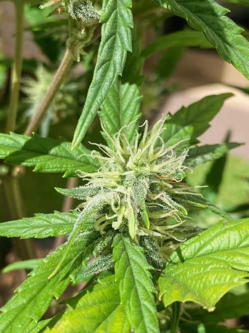 S O U R  S T O M P E R Auto. Week 6 - Day 42