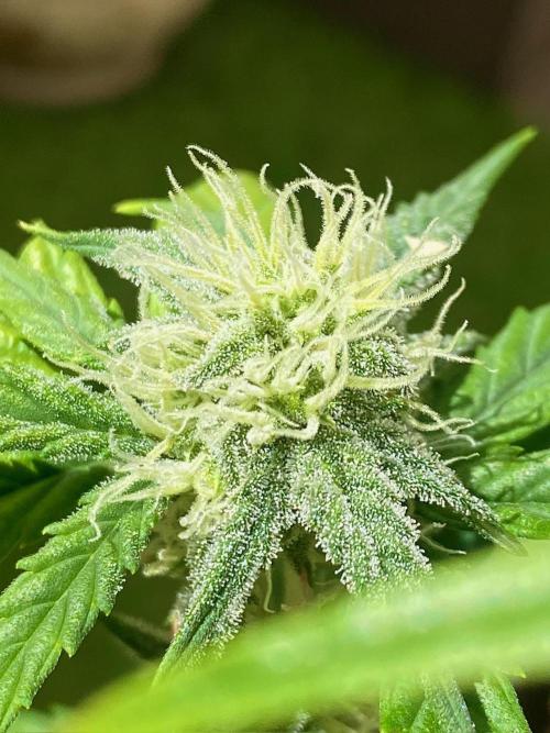 S O U R  S T O M P E R Auto. Week 6 - Day 42