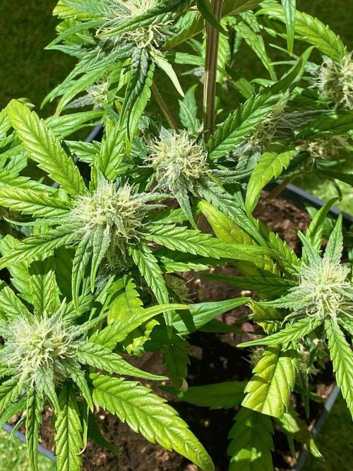 S O U R  S T O M P E R Auto. Week 6 - Day 42