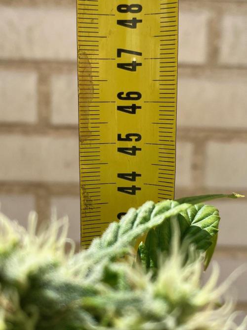 S O U R  S T O M P E R Auto. Week 6 - Day 42